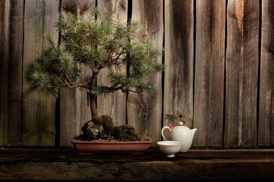 Guida dettagliata su come potare un bonsai Ficus Ginseng per mantenerlo sano e armonioso