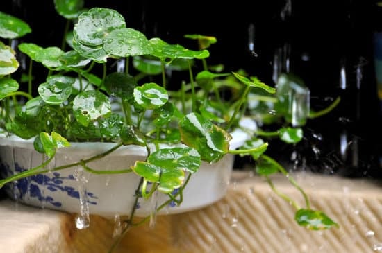 Bomboniere Bonsai Prezzo 1 Scopri le bomboniere bonsai a prezzi convenienti per un regalo unico e speciale