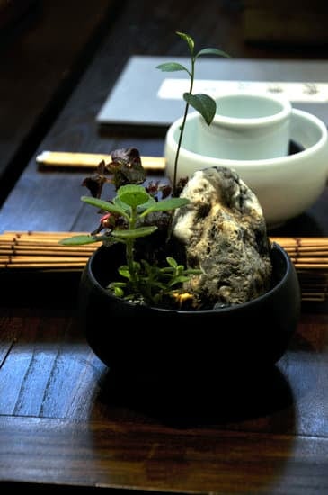 Dove Comprare Un Bonsai 1 Scopri dove comprare un bonsai di alta qualità per arricchire la tua casa o il tuo giardino