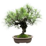 Bonsai Ulivo Come Curarlo Consigli su come curare il Bonsai Ulivo per mantenerlo sano e rigoglioso