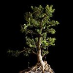 Filo Per Bonsai Fai Da Te resistente e facile da modellare per la cura del tuo bonsai