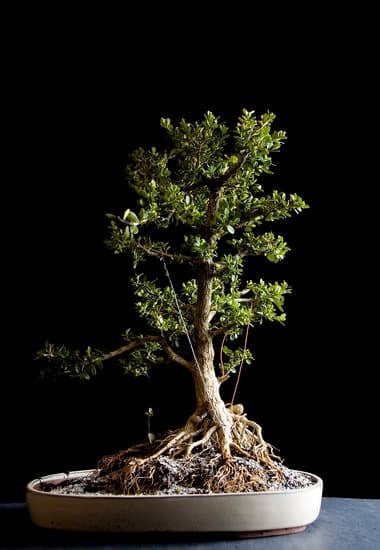 Filo Per Bonsai Fai Da Te 1 resistente e facile da modellare per la cura del tuo bonsai