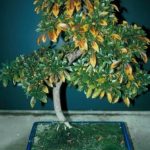 tradizione e bellezza in un'unica pianta da coltivare con cura