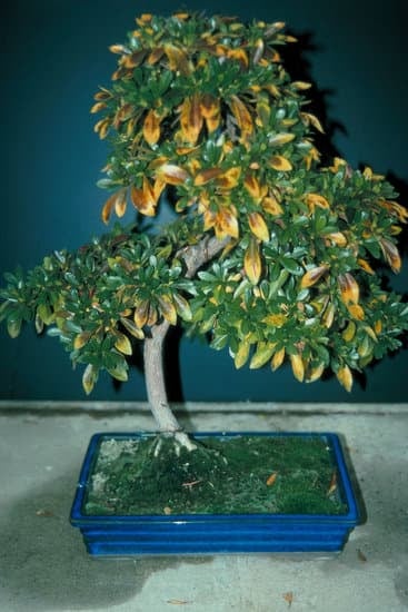 Bonsai Italiano 1 tradizione e bellezza in un'unica pianta da coltivare con cura