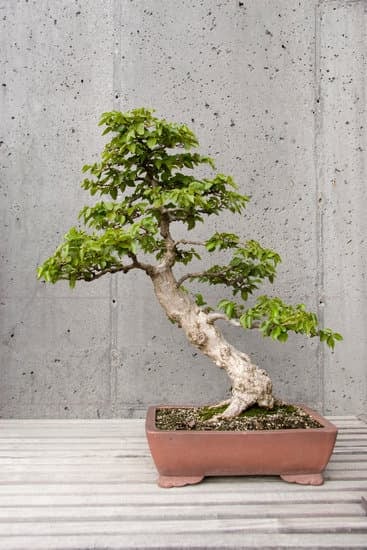 Bonsai Portafortuna 1 cura, significato e bellezza in miniatura per la tua fortuna