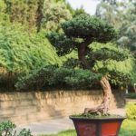 Acquista un prezioso bonsai piccolo ad un prezzo conveniente per decorare la tua casa