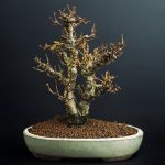 Il Bonsai Ha Perso Tutte Le Foglie Scopri il motivo per cui il bonsai ha perso tutte le foglie e come ripristinarne la bellezza