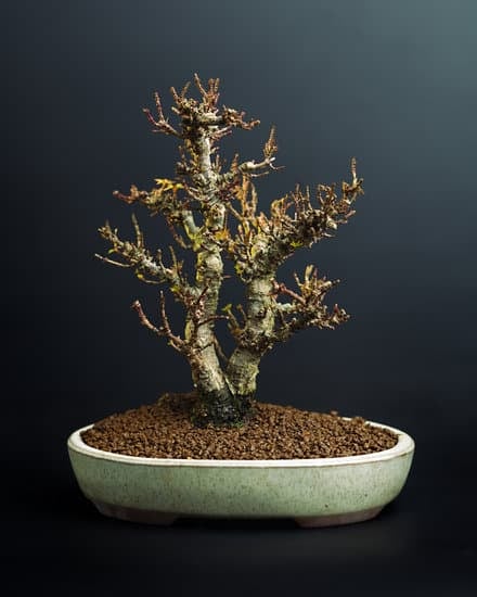 Il Bonsai Ha Perso Tutte Le Foglie 1 Scopri il motivo per cui il bonsai ha perso tutte le foglie e come ripristinarne la bellezza