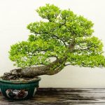 Potatura Bonsai Olivo Seguici per scoprire i segreti della potatura bonsai olivo