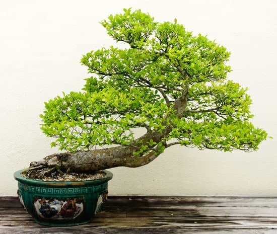 Potatura Bonsai Olivo 1 Seguici per scoprire i segreti della potatura bonsai olivo