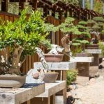 I consigli su quando si potano i bonsai per una corretta crescita e cura delle piante