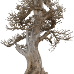 Creare un'atmosfera zen sulla tua terrazza con il nostro assortimento di bonsai unici e irresistibili