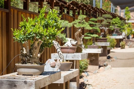 Quando Si Potano I Bonsai 1 I consigli su quando si potano i bonsai per una corretta crescita e cura delle piante