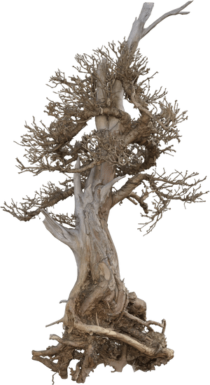 Terrazza Bonsai 1 Creare un'atmosfera zen sulla tua terrazza con il nostro assortimento di bonsai unici e irresistibili