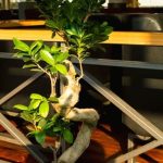 Bonsai Di Salice Piangente elegante albero in miniatura per un giardino zen