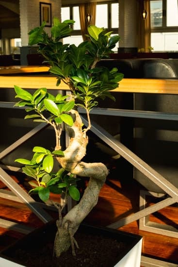 Bonsai Di Salice Piangente 1 elegante albero in miniatura per un giardino zen