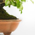 Piccin Bonsai qualità e cura per le tue piante