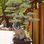 Bonsai Prezzi E Offerte Acquista Bonsai a prezzi incredibili e approfitta delle offerte