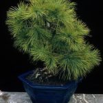 Guide dettagliate su come creare un bonsai da zero, passo dopo passo, per un risultato sorprendente