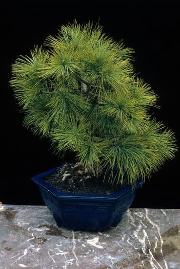 Come Creare Un Bonsai Da Zero 1 Guide dettagliate su come creare un bonsai da zero, passo dopo passo, per un risultato sorprendente