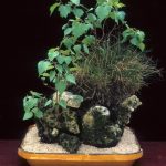 Miglior Concime Per Bonsai Scopri quale è il miglior concime per bonsai e garantisci la vita lunga e sana delle tue piante
