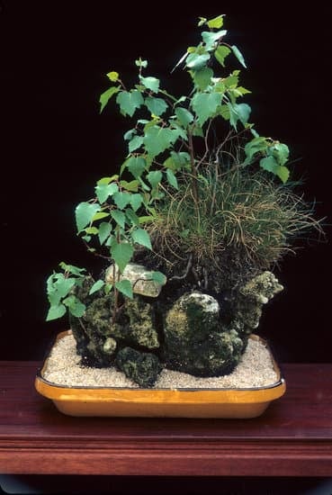 Scopri quale è il miglior concime per bonsai e garantisci la vita lunga e sana delle tue piante