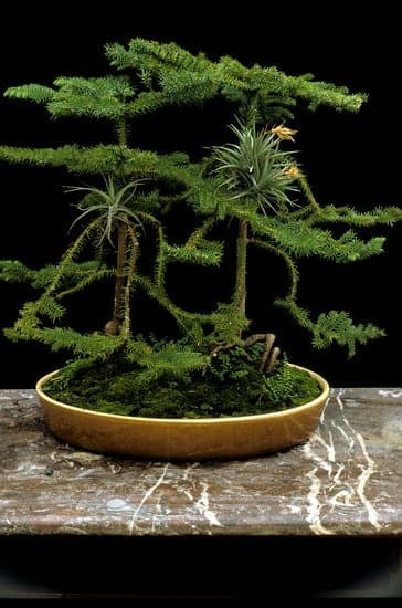 Bonsai Con Fiori Bianchi 1 eleganza e delicatezza in miniatura