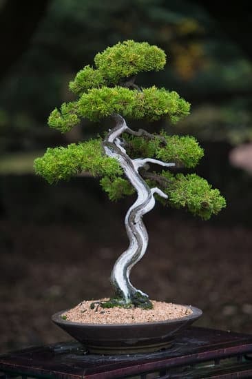 Come Si Cura Bonsai Zelkova 1 Scopri i segreti su come si cura bonsai Zelkova per un'ottima crescita e bellezza