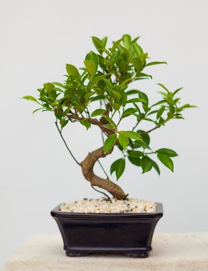 Tecnica Del Bonsai 1 Scopri i segreti della Tecnica del Bonsai per creare opere d'arte vegetali in miniatura