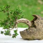 luce indiretta, temperatura costante e umidità controllata per la sua crescita ottimale