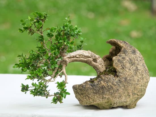 luce indiretta, temperatura costante e umidità controllata per la sua crescita ottimale