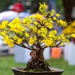 Bonsai Ficus Perde Foglie Gialle Risolvi il problema delle foglie gialle sul tuo bonsai ficus con i nostri consigli specializzati