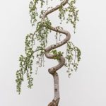 Crespi Bonsai Offerte Approfitta delle offerte speciali sui bonsai da Crespi Bonsai per creare un angolo verde unico in casa tua