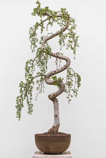 Crespi Bonsai Offerte 1 Approfitta delle offerte speciali sui bonsai da Crespi Bonsai per creare un angolo verde unico in casa tua