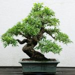 Come innaffiare correttamente il bonsai per garantirne la salute e la bellezza