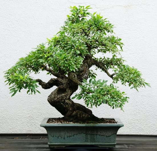 Bonsai Innaffiare 1 Come innaffiare correttamente il bonsai per garantirne la salute e la bellezza