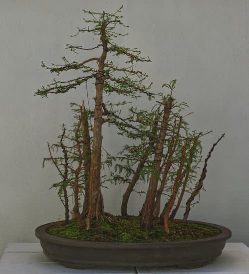 Bonsai Ficus Perde Foglie Marroni 1 Come risolvere il problema delle foglie marroni sul tuo bonsai ficus in modo efficace