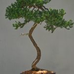 Immagini Bonsai arte, tradizione, serenità in miniatura