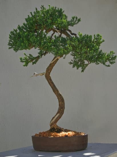 Immagini Bonsai 1 arte, tradizione, serenità in miniatura