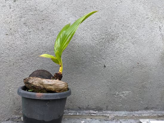 Bonsai Come Innaffiare 1 Consigli su come innaffiare correttamente il tuo bonsai per garantirne la salute e la bellezza
