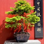 Bonsai Radici Fuori Terra Esplora i segreti dei bonsai con radici fuori terra per un giardino unico e suggestivo