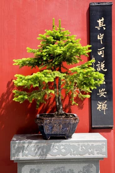 Bonsai Radici Fuori Terra 1 Esplora i segreti dei bonsai con radici fuori terra per un giardino unico e suggestivo
