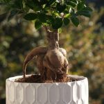 Pianta Di Bonsai Acquista una pianta di bonsai per aggiungere un tocco zen alla tua casa o ufficio
