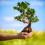 consigli utili per mantenere la bellezza della pianta