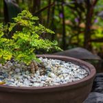 Tavolino Bonsai Scopri come scegliere il miglior tavolino bonsai per il tuo mini giardino zen