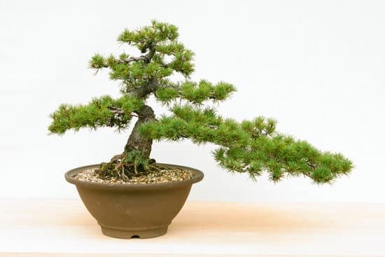 Piante Per Bonsai 1 guida completa alla selezione e cura delle piante per bonsai