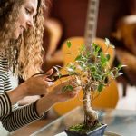 Bonsai Da Esterno Resistenti Al Freddo scopri le varietà resistenti al freddo ideali per il tuo giardino