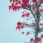 piccole opere d'arte naturali da ammirare e curare con passione e rispetto