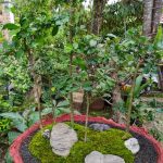 Mostra Bonsai 2023 mostra bonsai 2023