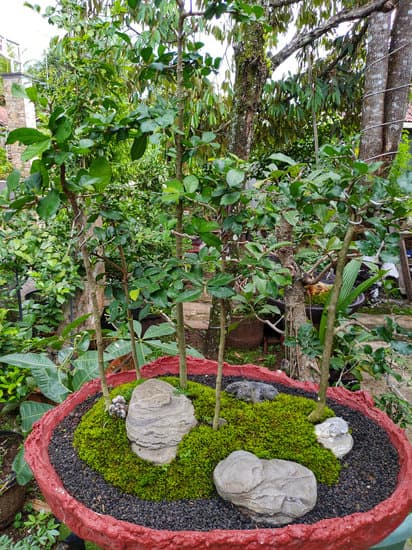 Mostra Bonsai 2023 1 mostra bonsai 2023